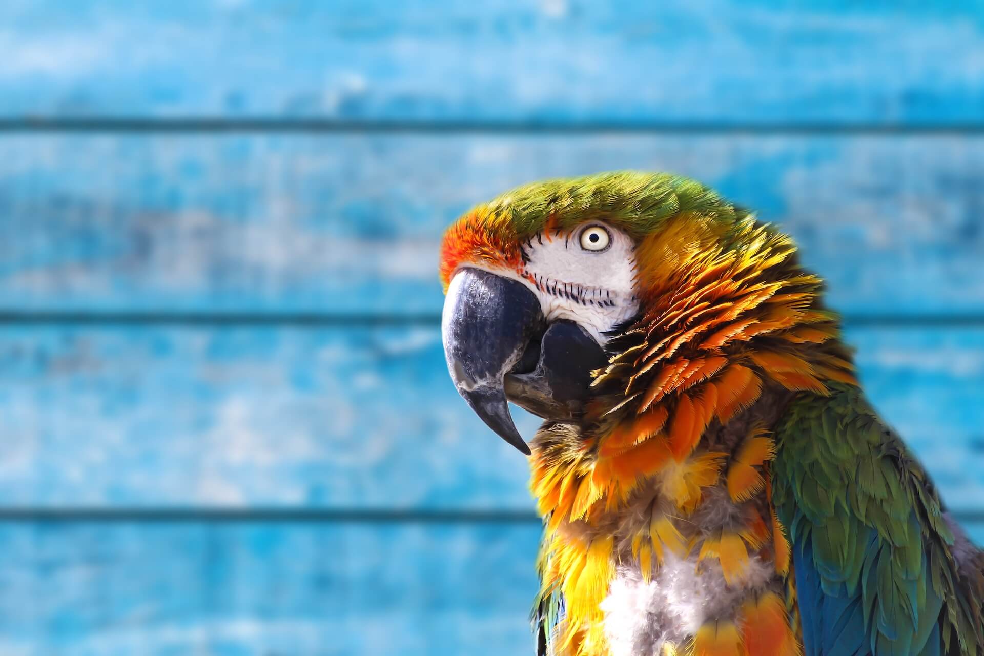 Parrot with a blue wall behind him