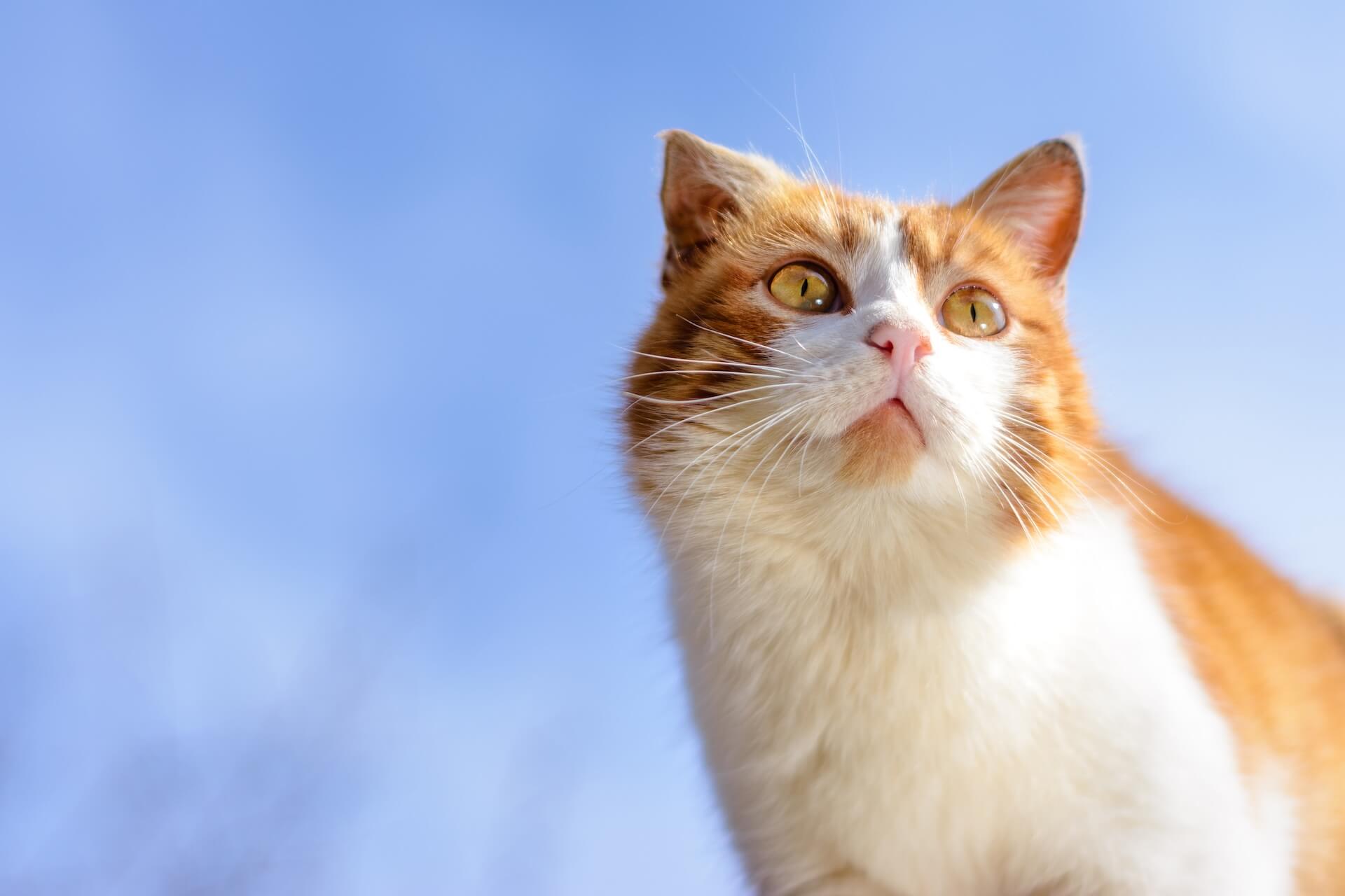 Ginger cat looking intently at some thing 