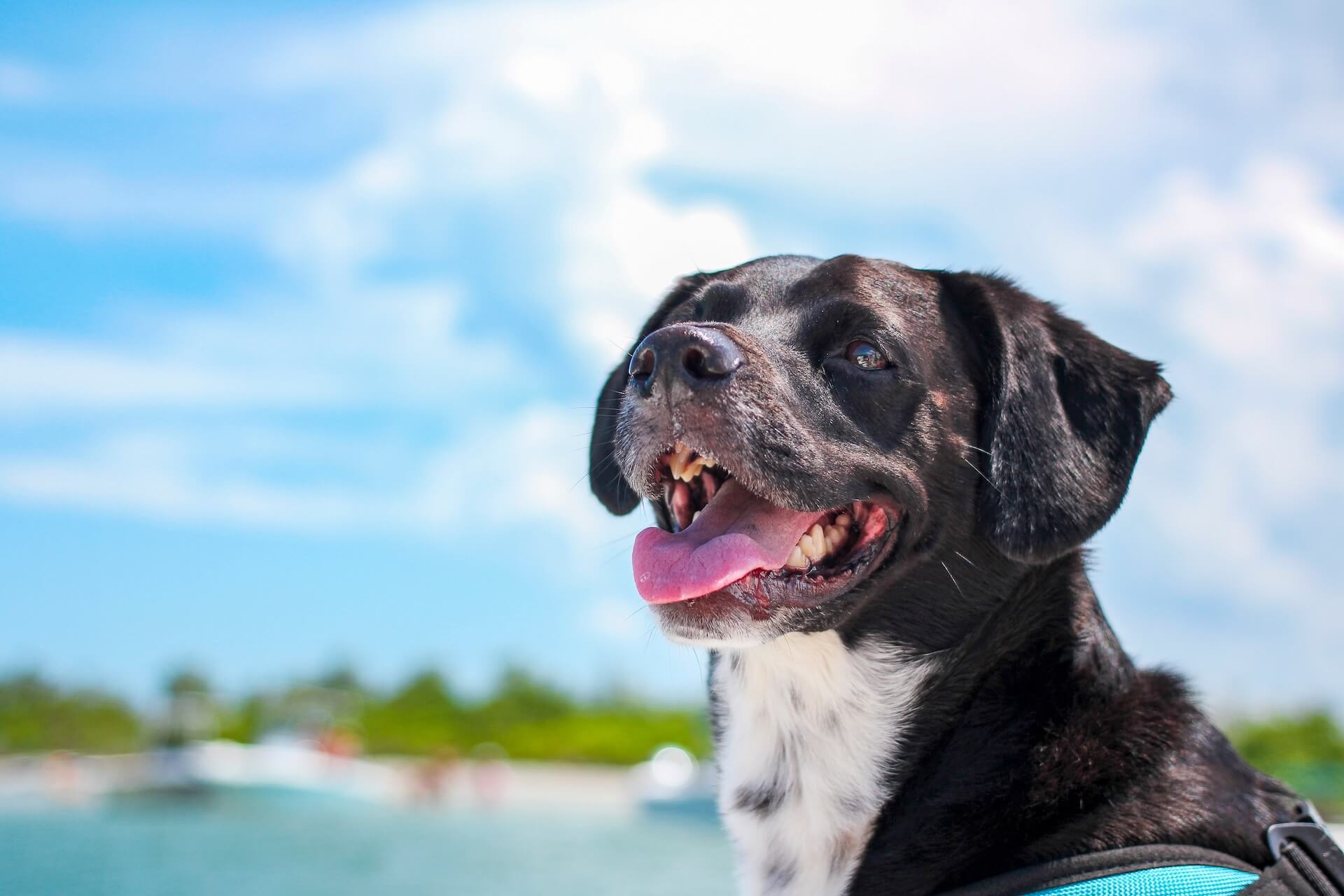 Dog taking a ride on a boat in Florida