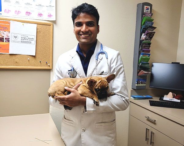 Top Rated Vet in Florida