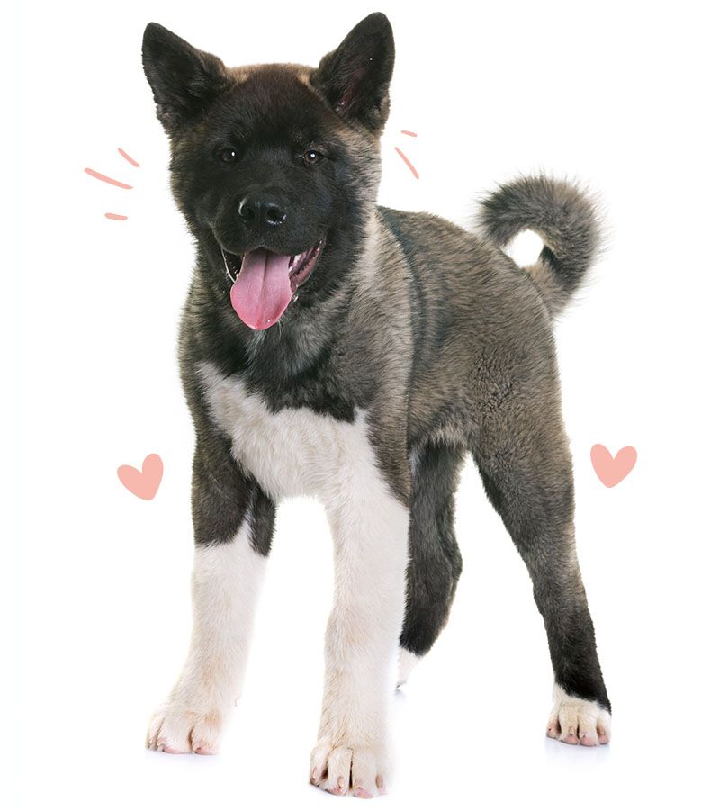 Akit dog