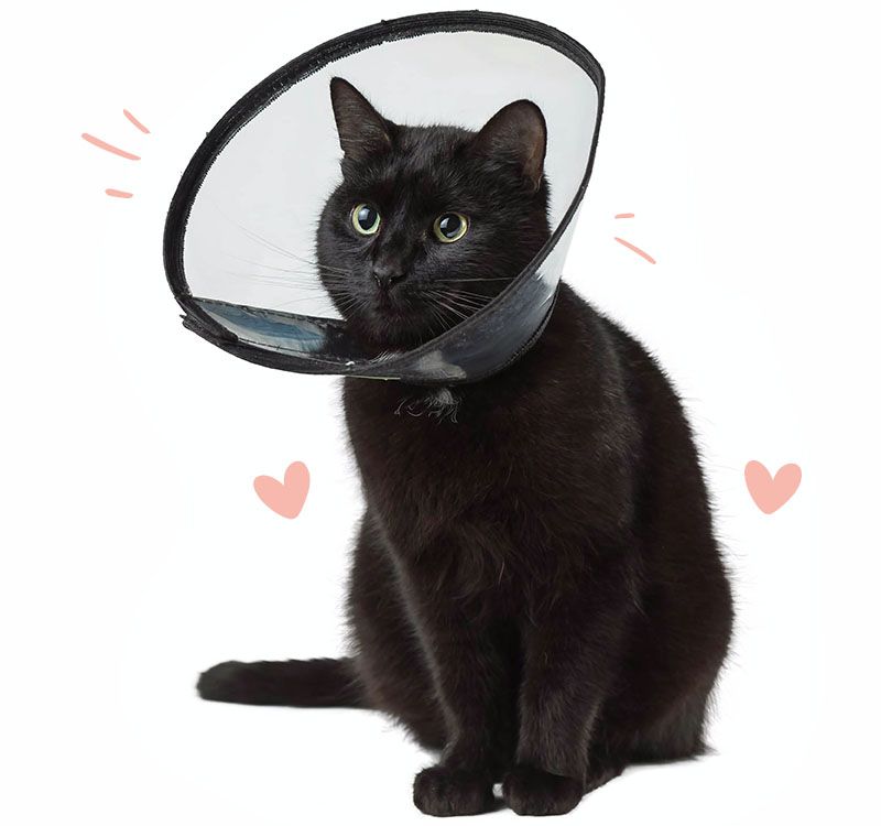 Black cat with plastic collar