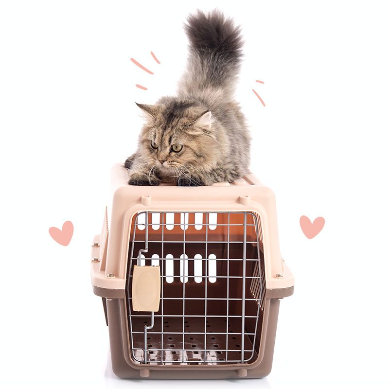 cat with pet carrier