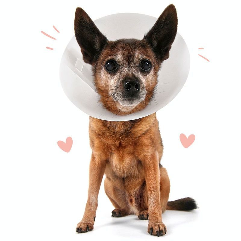 Chihuahua wearing a cone after surgery