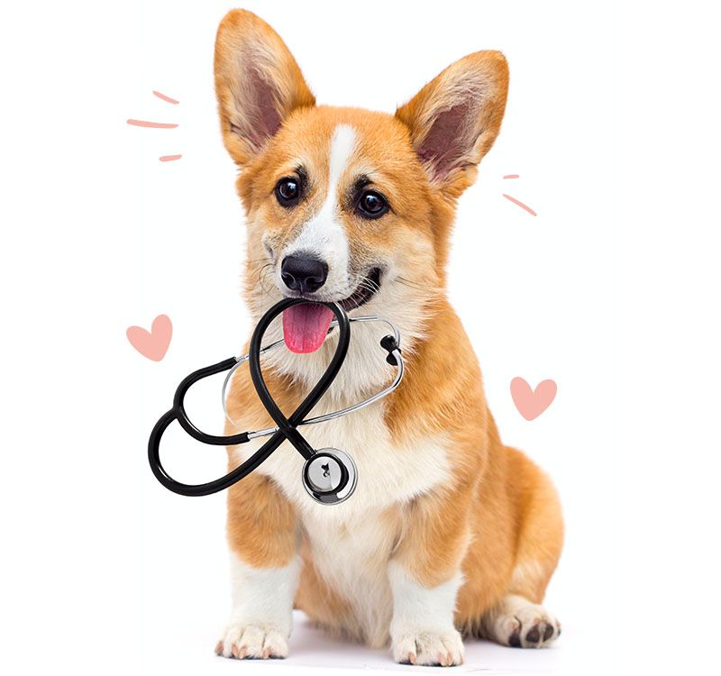 Corgi with stethoscope