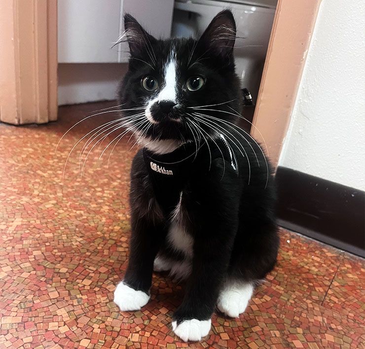Tuxedo cat