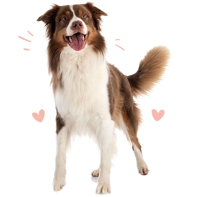 dog with open mouth