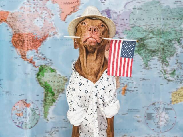 dog holding a flag