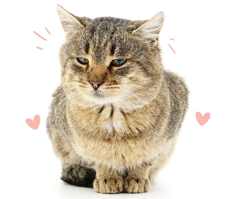 Gray Striped cat