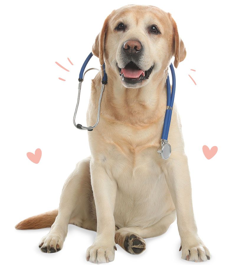 Labrador with a stethoscope