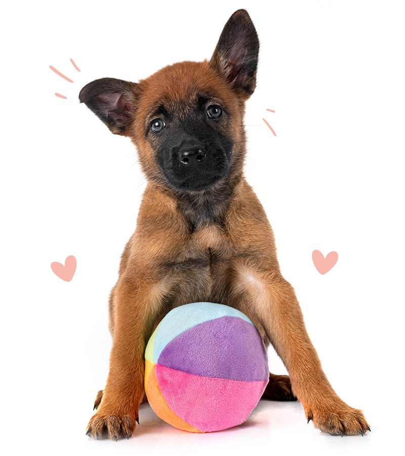 Puppy Malinois