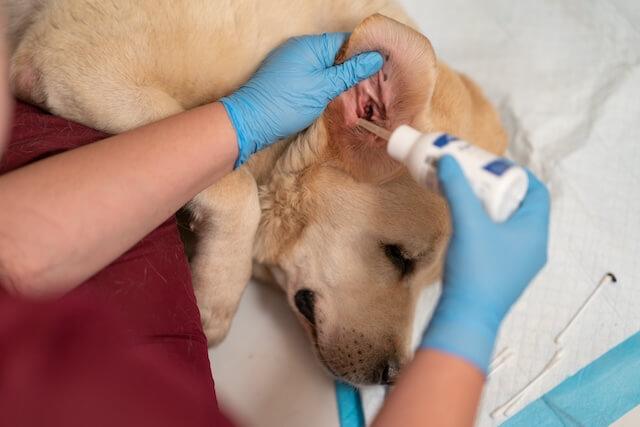 Dermatology