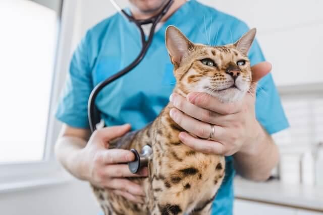 Wellness and Preventative Care