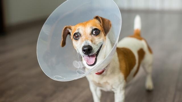 Spay and Neuter